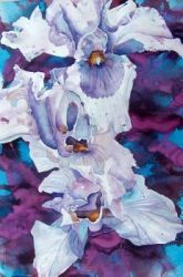 Irises, by Jane Brennan 