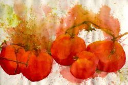 Vine Ripened Tomatoes, by Jane Brennan 